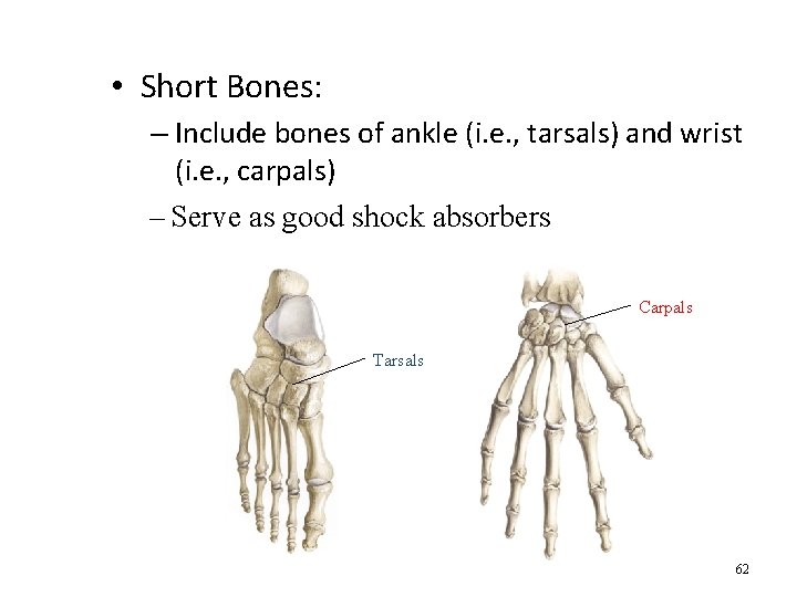  • Short Bones: – Include bones of ankle (i. e. , tarsals) and