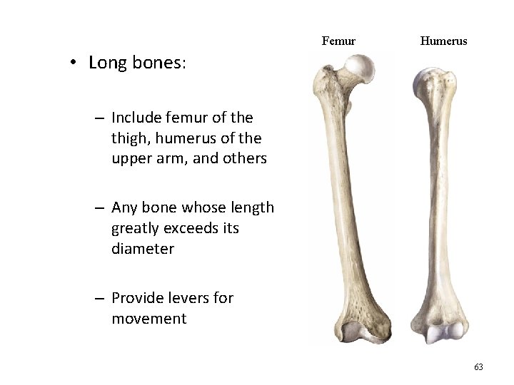 Femur Humerus • Long bones: – Include femur of the thigh, humerus of the