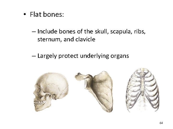  • Flat bones: – Include bones of the skull, scapula, ribs, sternum, and