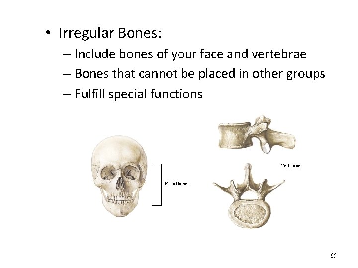  • Irregular Bones: – Include bones of your face and vertebrae – Bones