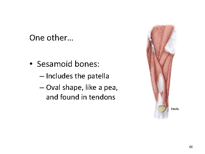 One other… • Sesamoid bones: – Includes the patella – Oval shape, like a