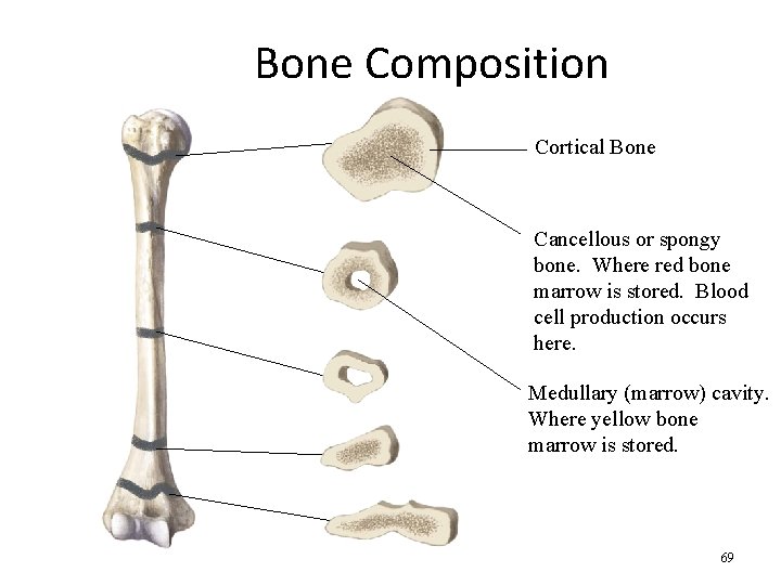 Bone Composition • Bone is very strong for its relatively light weight • The