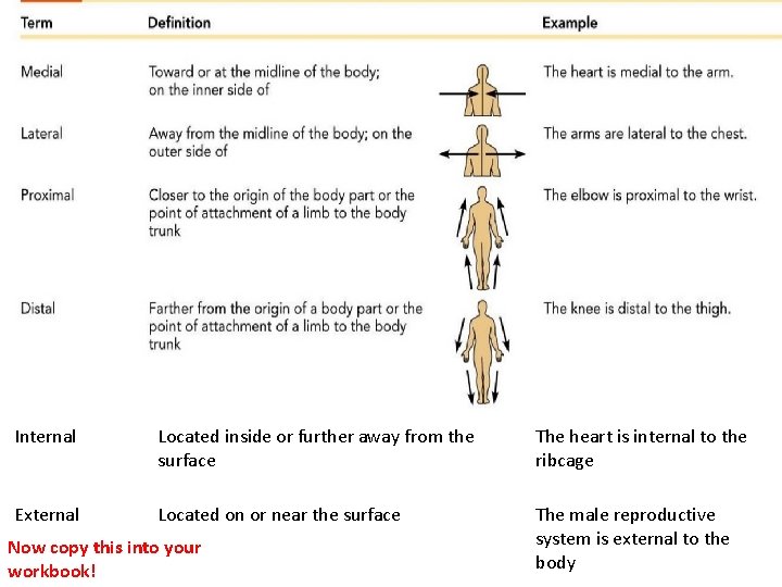 Internal Located inside or further away from the surface The heart is internal to