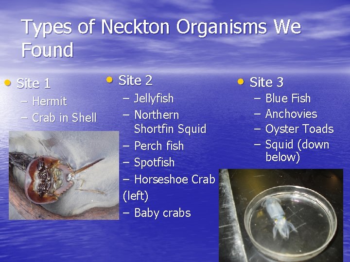 Types of Neckton Organisms We Found • Site 1 – Hermit – Crab in