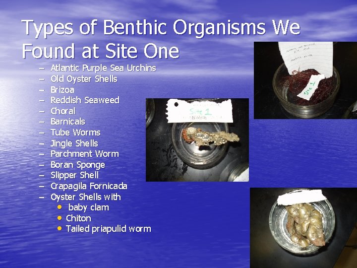 Types of Benthic Organisms We Found at Site One – – – – Atlantic