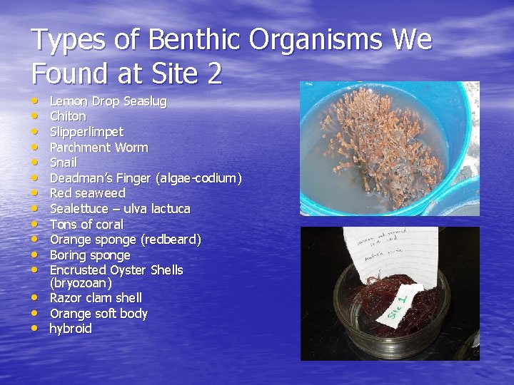 Types of Benthic Organisms We Found at Site 2 • • • • Lemon