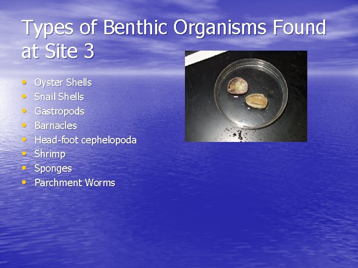 Types of Benthic Organisms Found at Site 3 • • Oyster Shells Snail Shells