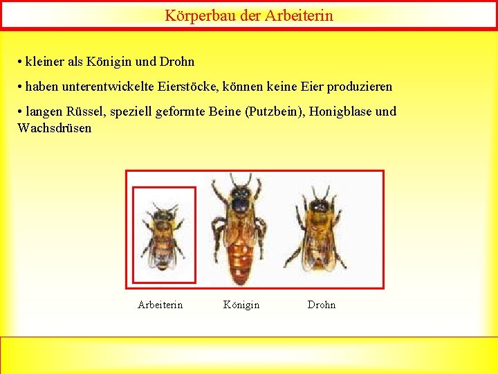Körperbau der Arbeiterin • kleiner als Königin und Drohn • haben unterentwickelte Eierstöcke, können