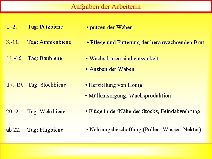 Aufgaben der Arbeiterin 1. -2. Tag: Putzbiene • putzen der Waben 3. -11. Tag: