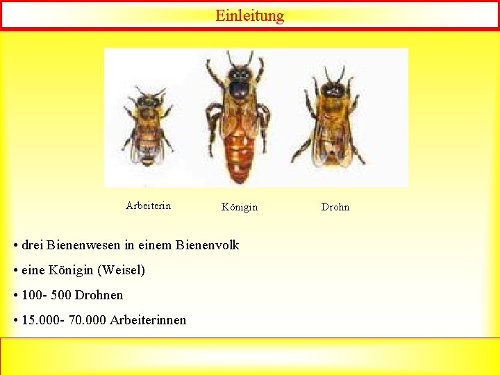 Einleitung Arbeiterin Königin Drohn • drei Bienenwesen in einem Bienenvolk • eine Königin (Weisel)