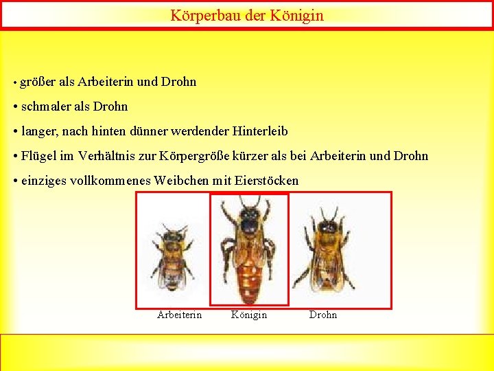 Körperbau der Königin • größer als Arbeiterin und Drohn • schmaler als Drohn •