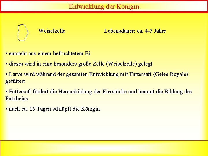 Entwicklung der Königin Weiselzelle Lebensdauer: ca. 4 -5 Jahre • entsteht aus einem befruchtetem