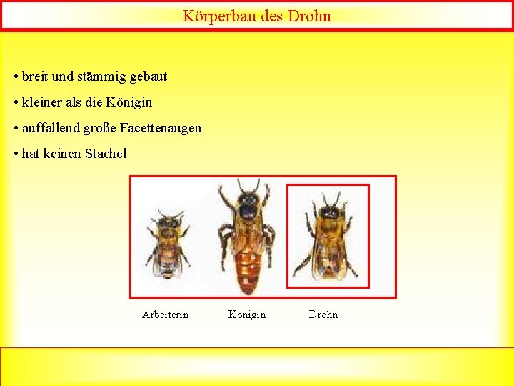 Körperbau des Drohn • breit und stämmig gebaut • kleiner als die Königin •