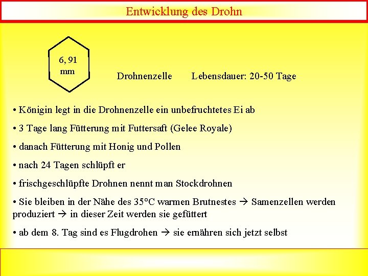 Entwicklung des Drohn 6, 91 mm Drohnenzelle Lebensdauer: 20 -50 Tage • Königin legt