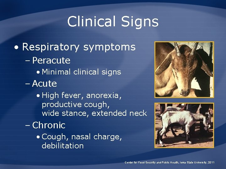Clinical Signs • Respiratory symptoms – Peracute • Minimal clinical signs – Acute •
