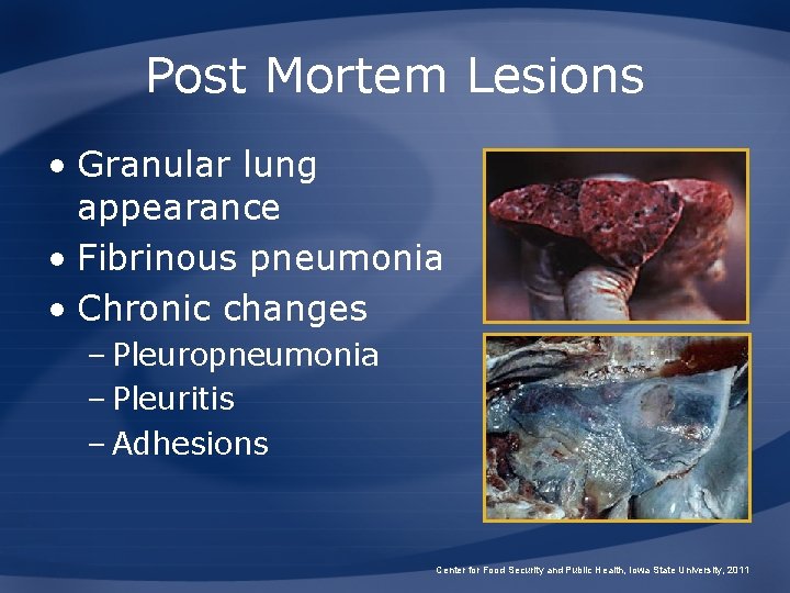 Post Mortem Lesions • Granular lung appearance • Fibrinous pneumonia • Chronic changes –