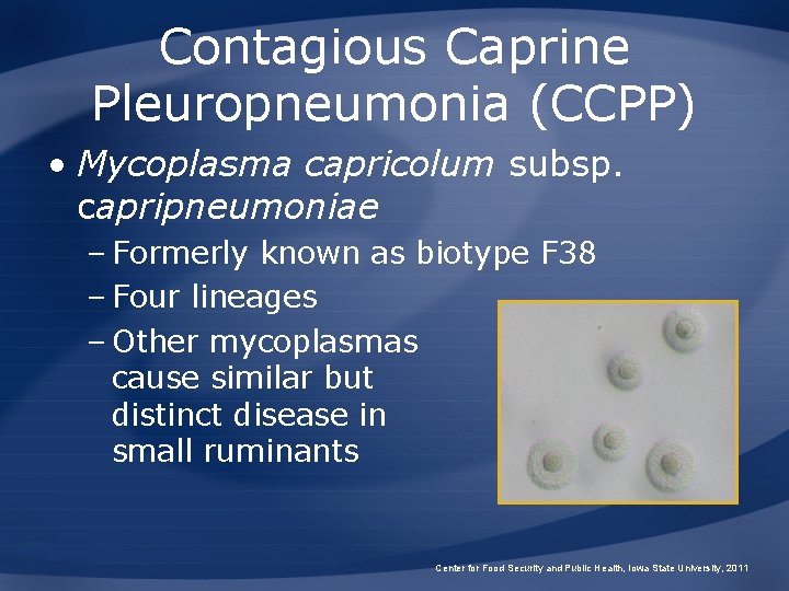 Contagious Caprine Pleuropneumonia (CCPP) • Mycoplasma capricolum subsp. capripneumoniae – Formerly known as biotype