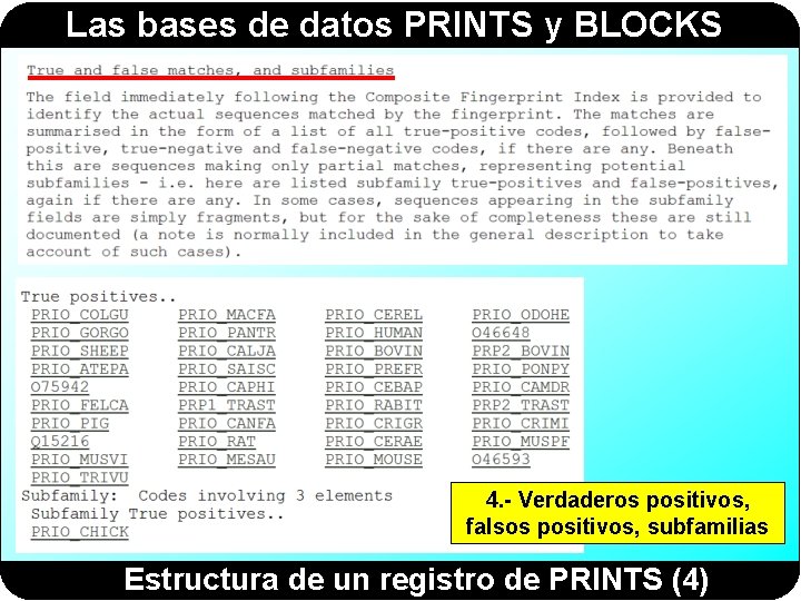 Las bases de datos PRINTS y BLOCKS 4. - Verdaderos positivos, falsos positivos, subfamilias Las bases de datos PRINTS y BLOCKS 4. - Verdaderos positivos, falsos positivos, subfamilias