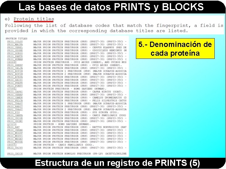 Las bases de datos PRINTS y BLOCKS 5. - Denominación de cada proteína Estructura Las bases de datos PRINTS y BLOCKS 5. - Denominación de cada proteína Estructura