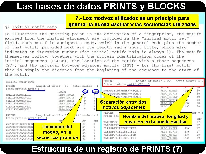 Las bases de datos PRINTS y BLOCKS 7. - Los motivos utilizados en un Las bases de datos PRINTS y BLOCKS 7. - Los motivos utilizados en un