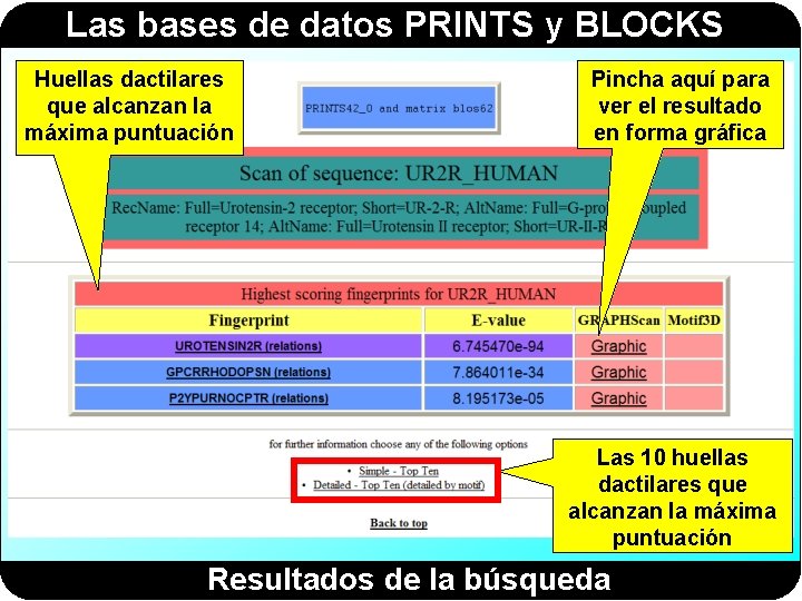 Las bases de datos PRINTS y BLOCKS Huellas dactilares que alcanzan la máxima puntuación Las bases de datos PRINTS y BLOCKS Huellas dactilares que alcanzan la máxima puntuación