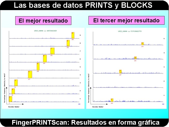 Las bases de datos PRINTS y BLOCKS El mejor resultado El tercer mejor resultado Las bases de datos PRINTS y BLOCKS El mejor resultado El tercer mejor resultado