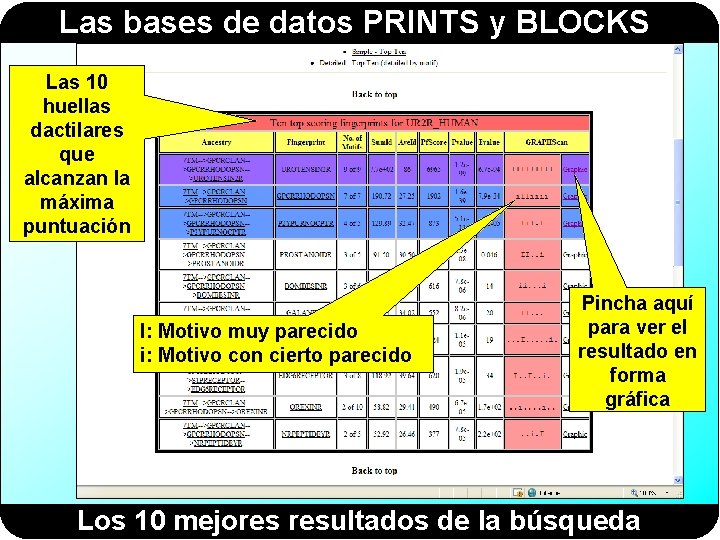 Las bases de datos PRINTS y BLOCKS Las 10 huellas dactilares que alcanzan la Las bases de datos PRINTS y BLOCKS Las 10 huellas dactilares que alcanzan la