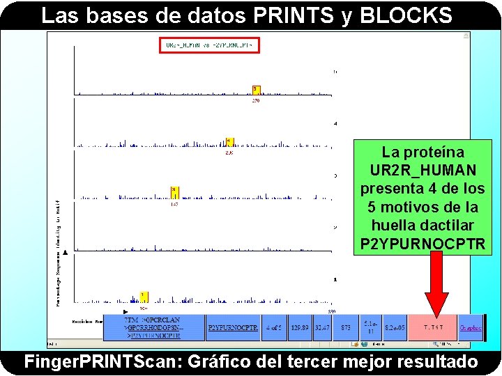 Las bases de datos PRINTS y BLOCKS La proteína UR 2 R_HUMAN presenta 4 Las bases de datos PRINTS y BLOCKS La proteína UR 2 R_HUMAN presenta 4