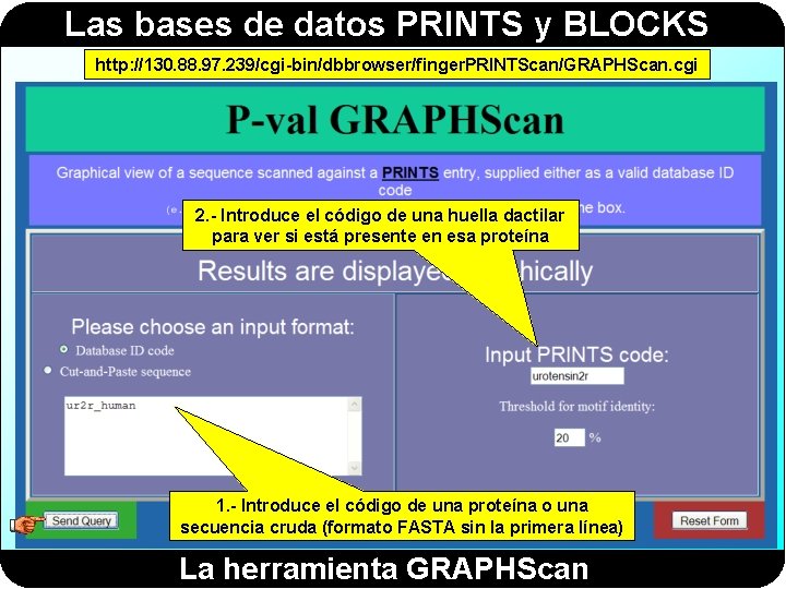 Las bases de datos PRINTS y BLOCKS http: //130. 88. 97. 239/cgi-bin/dbbrowser/finger. PRINTScan/GRAPHScan. cgi Las bases de datos PRINTS y BLOCKS http: //130. 88. 97. 239/cgi-bin/dbbrowser/finger. PRINTScan/GRAPHScan. cgi