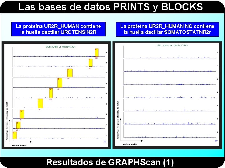 Las bases de datos PRINTS y BLOCKS La proteína UR 2 R_HUMAN contiene la Las bases de datos PRINTS y BLOCKS La proteína UR 2 R_HUMAN contiene la