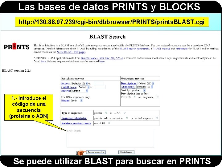 Las bases de datos PRINTS y BLOCKS http: //130. 88. 97. 239/cgi-bin/dbbrowser/PRINTS/prints. BLAST. cgi Las bases de datos PRINTS y BLOCKS http: //130. 88. 97. 239/cgi-bin/dbbrowser/PRINTS/prints. BLAST. cgi