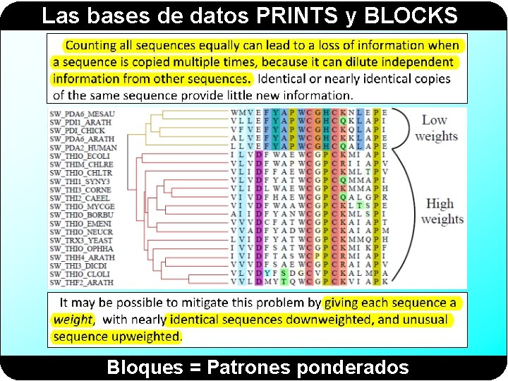 Las bases de datos PRINTS y BLOCKS Bloques = Patrones ponderados Las bases de datos PRINTS y BLOCKS Bloques = Patrones ponderados