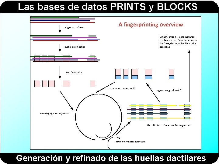 Las bases de datos PRINTS y BLOCKS A fingerprinting overview Generación y refinado de Las bases de datos PRINTS y BLOCKS A fingerprinting overview Generación y refinado de