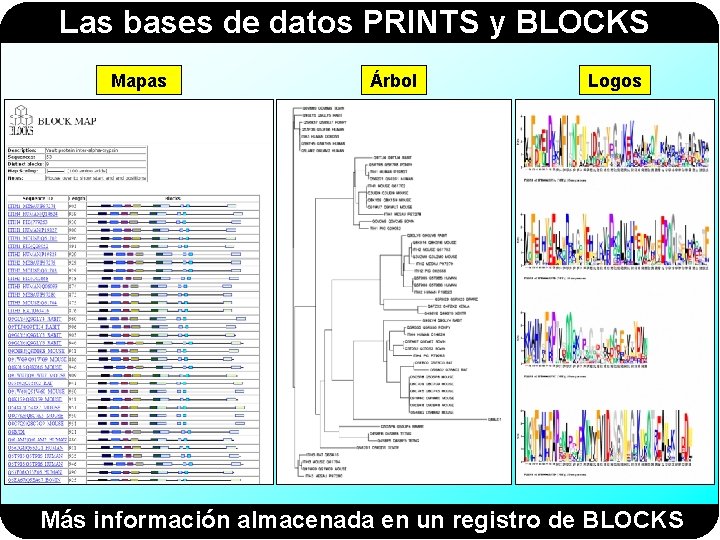 Las bases de datos PRINTS y BLOCKS Mapas Árbol Logos Más información almacenada en Las bases de datos PRINTS y BLOCKS Mapas Árbol Logos Más información almacenada en