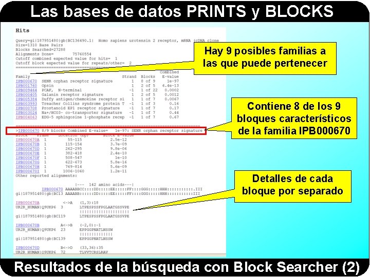 Las bases de datos PRINTS y BLOCKS Hay 9 posibles familias a las que Las bases de datos PRINTS y BLOCKS Hay 9 posibles familias a las que