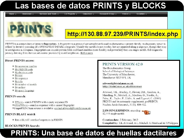 Las bases de datos PRINTS y BLOCKS http: //130. 88. 97. 239/PRINTS/index. php PRINTS: Las bases de datos PRINTS y BLOCKS http: //130. 88. 97. 239/PRINTS/index. php PRINTS: