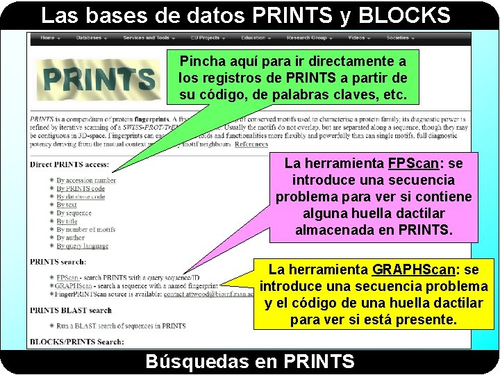 Las bases de datos PRINTS y BLOCKS Pincha aquí para ir directamente a los Las bases de datos PRINTS y BLOCKS Pincha aquí para ir directamente a los