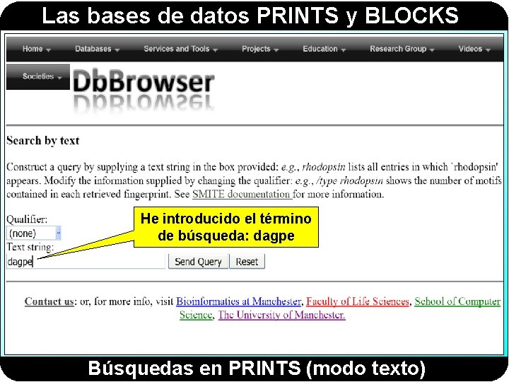 Las bases de datos PRINTS y BLOCKS He introducido el término de búsqueda: dagpe Las bases de datos PRINTS y BLOCKS He introducido el término de búsqueda: dagpe
