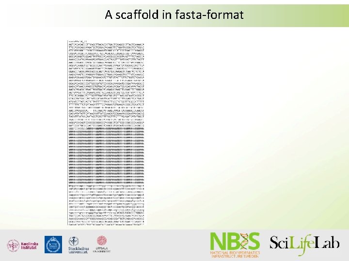 A scaffold in fasta-format 