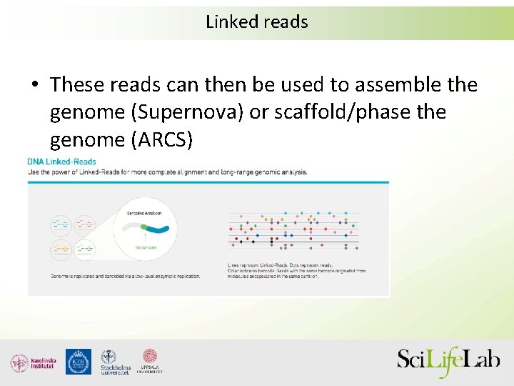 Linked reads • These reads can then be used to assemble the genome (Supernova)