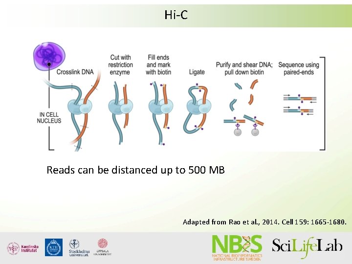 Hi-C Reads can be distanced up to 500 MB Adapted from Rao et al.