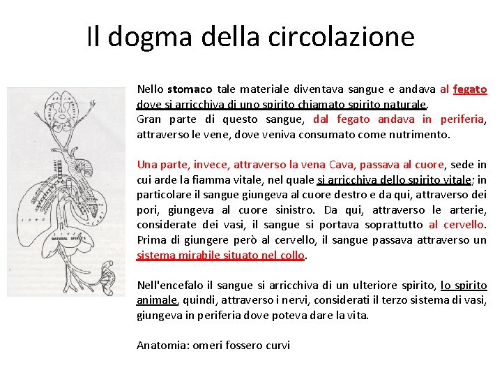 Il dogma della circolazione Nello stomaco tale materiale diventava sangue e andava al fegato