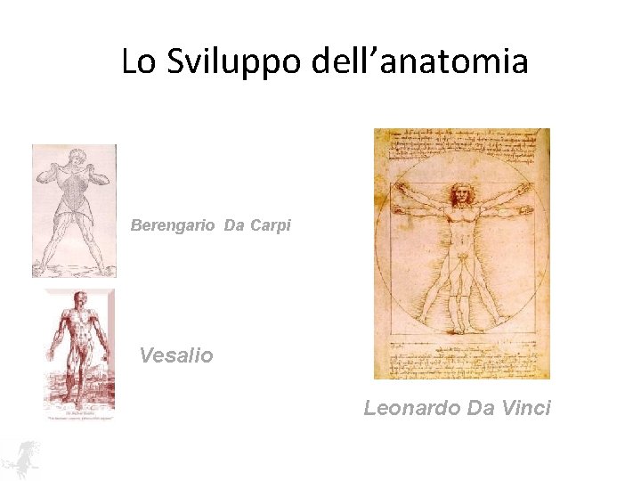 Lo Sviluppo dell’anatomia Berengario Da Carpi Vesalio Leonardo Da Vinci 