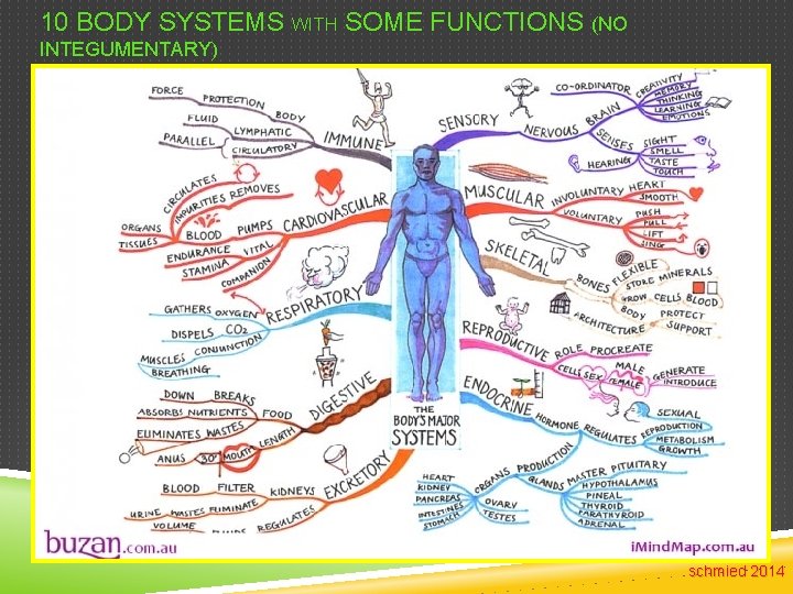 10 BODY SYSTEMS WITH SOME FUNCTIONS (NO INTEGUMENTARY) schmied 2014 