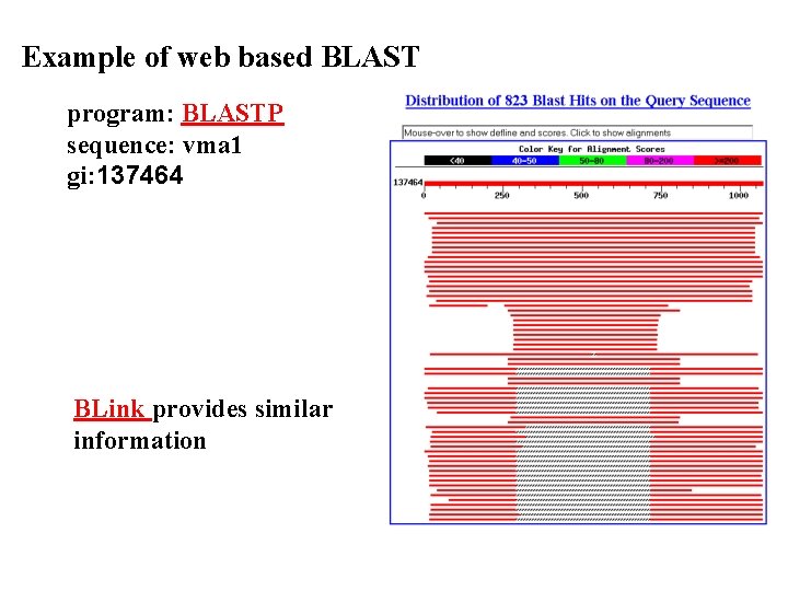 Example of web based BLAST program: BLASTP sequence: vma 1 gi: 137464 BLink provides