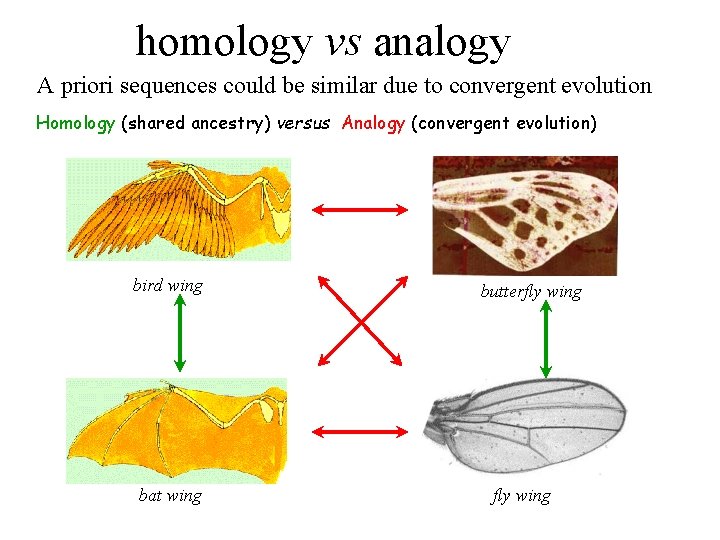 homology vs analogy A priori sequences could be similar due to convergent evolution Homology