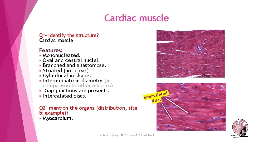 Cardiac muscle Q 1 - Identify the structure? Cardiac muscle Features: § Mononucleated. §