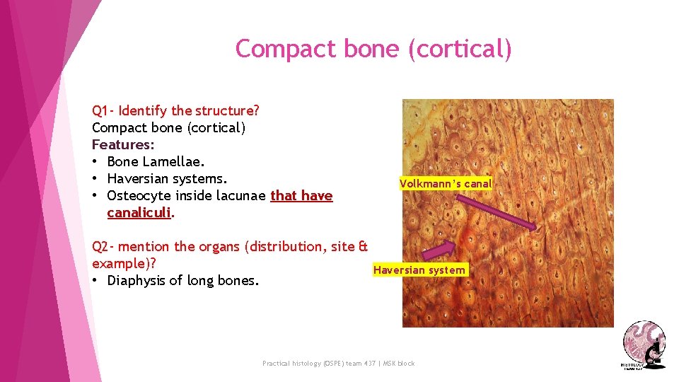 Compact bone (cortical) Q 1 - Identify the structure? Compact bone (cortical) Features: •