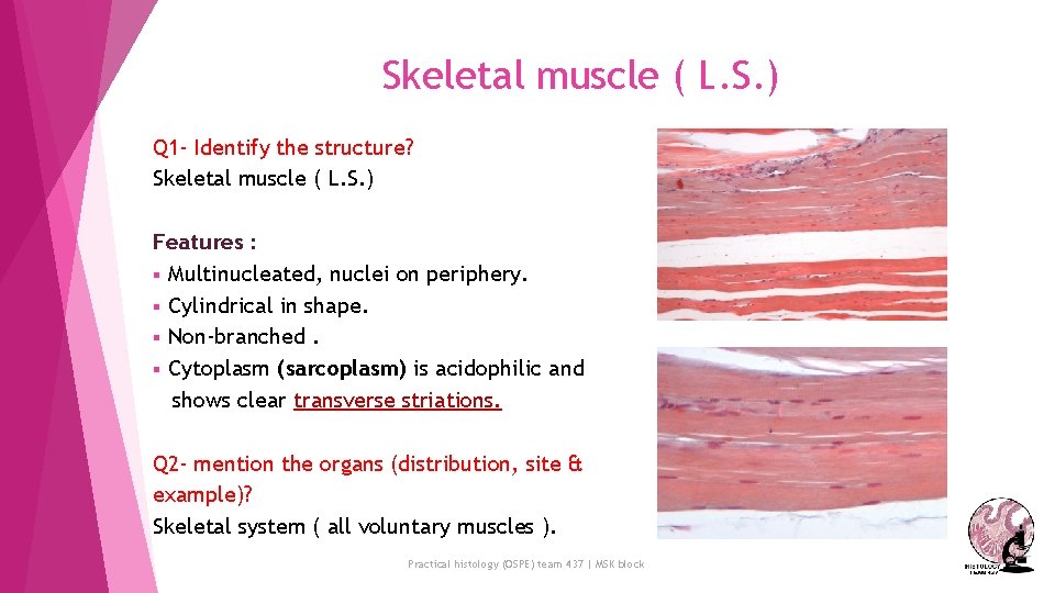 Skeletal muscle ( L. S. ) Q 1 - Identify the structure? Skeletal muscle