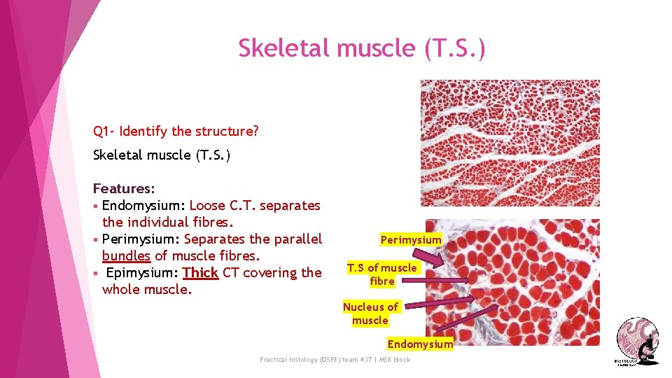 Skeletal muscle (T. S. ) Q 1 - Identify the structure? Skeletal muscle (T.